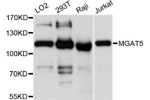 Western blot analysis of extracts of various cell lines, using MGAT5 antibody. (MGAT5 anticorps)
