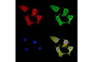 ABIN7095553 and ABIN7099610 staining Hela cells by IF/ICC.