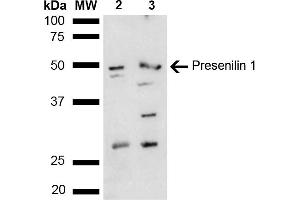 Western blot analysis of Mouse, Rat liver lysate showing detection of ~52. (Presenilin 1 anticorps  (AA 100-200) (Biotin))