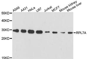 Western blot analysis of extracts of various cell lines, using RPL7A antibody (ABIN6290894) at 1:3000 dilution. (RPL7A anticorps)