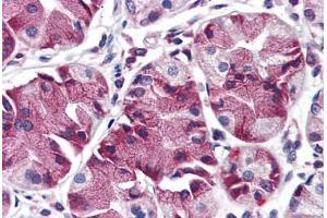 Anti-MBOAT4 antibody  ABIN960793 IHC staining of human stomach. (MBOAT4 anticorps  (Internal Region))