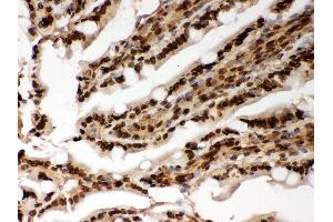 Anti- Lamin A Picoband antibody, IHC(P) IHC(P): Rat Intestine Tissue