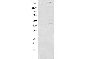 Western blot analysis of Cyclin B1 phosphorylation expression in EGF treated NIH-3T3 whole cell lysates,The lane on the left is treated with the antigen-specific peptide.