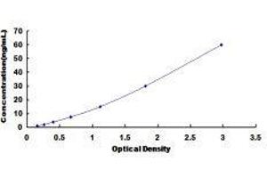 ELISA image for Pyruvate Kinase M2 (PKM2) ELISA Kit (ABIN416107)