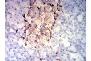 Immunohistochemical analysis of paraffin-embedded pancreatic tissues using CHGA mouse mAb with DAB staining. (Chromogranin A anticorps  (AA 278-457))
