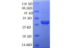 SDS-PAGE (SDS) image for LSM10, U7 Small Nuclear RNA Associated (LSM10) (AA 1-123), (full length) protein (His-SUMO Tag) (ABIN5711555)
