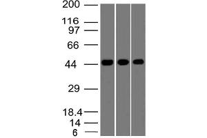 Image no. 1 for anti-Napsin (AA 150-350) antibody (ABIN5027389) (Napsin (AA 150-350) anticorps)
