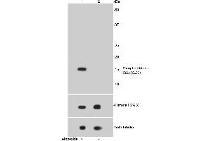 Lane 1: Etoposide treated HepG2 lysates, Lane 2: Untreated HepG2 lysates probed with Histone H2A. (H2AFX anticorps  (pSer139))