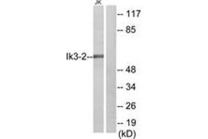 Western Blotting (WB) image for anti-Cdk5 and Abl Enzyme Substrate 2 (CABLES2) (AA 91-140) antibody (ABIN2889872) (CABLES2 anticorps  (AA 91-140))