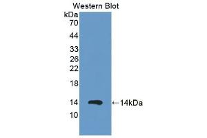 Detection of Recombinant S100A12, Procine using Polyclonal Antibody to S100 Calcium Binding Protein A12 (S100A12) (S100A12 anticorps  (AA 2-92))