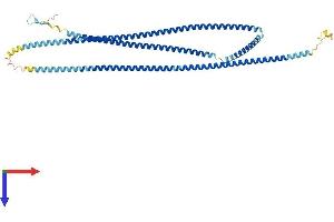 AlphaFold protein structure predicition of Human Recombinant CFAP53 Protein, UniprotID Q96M91