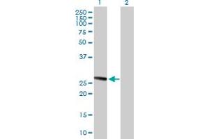 Western Blot analysis of TMED1 expression in transfected 293T cell line by TMED1 MaxPab polyclonal antibody. (TMED1 anticorps  (AA 1-227))