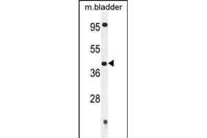 SLFNL1 Antibody (N-term) (ABIN654804 and ABIN2844479) western blot analysis in mouse bladder tissue lysates (35 μg/lane). (Schlafen-Like 1 anticorps  (N-Term))