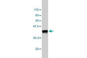 Western Blot detection against Immunogen (36.