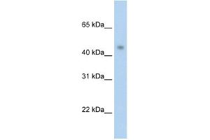 WB Suggested Anti-PRMT8 Antibody Titration:  2. (PRMT8 anticorps  (C-Term))
