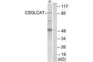 Western blot analysis of extracts from Jurkat cells, using CSGLCAT antibody. (CHPF2 anticorps)