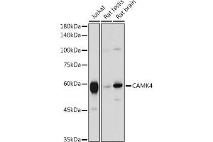 Western blot analysis of extracts of various cell lines, using C antibody (ABIN6130035, ABIN6137891, ABIN6137892 and ABIN6220925) at 1:1000 dilution. (CAMK4 anticorps  (AA 304-473))
