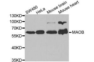 Western blot analysis of extracts of various cell lines, using MAOB antibody.