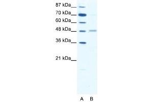 GABRA2 antibody (20R-1328) used at 0.