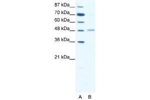 GABRA2 antibody (20R-1328) used at 0. (GABRA2 anticorps  (Middle Region))