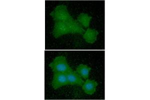 ICC/IF analysis of EIF5A in Balb/3T3 cells line, stained with DAPI (Blue) for nucleus staining and monoclonal anti-human EIF5A antibody (1:100) with goat anti-mouse IgG-Alexa fluor 488 conjugate (Green)
