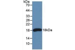 Detection of Recombinant RNASE3, Human using Monoclonal Antibody to Ribonuclease A3 (RNASE3)