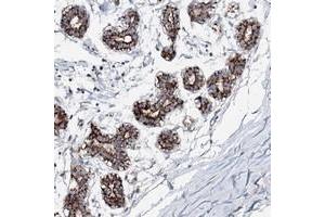 Immunohistochemical staining of human breast with C10orf33 polyclonal antibody  shows strong cytoplasmic positivity in glandular cells. (PYROXD2 anticorps)