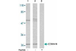 Western blot analysis using CDKN1B polyclonal antibody  . (CDKN1B anticorps  (Ser10))