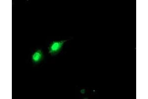 Anti-PHF21B mouse monoclonal antibody (ABIN2454780) immunofluorescent staining of COS7 cells transiently transfected by pCMV6-ENTRY PHF21B (RC204284). (PHF21B anticorps)