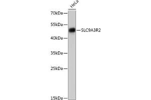 Western blot analysis of extracts of HeLa cells, using SLC9R2 antibody (ABIN7270487) at 1:1000 dilution.