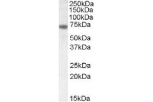 Image no. 1 for anti-Netrin 1 (NTN1) (C-Term) antibody (ABIN375122) (Netrin 1 anticorps  (C-Term))