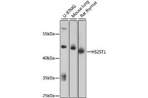 Western blot analysis of extracts of various cell lines, using HS2ST1 antibody (ABIN6292125) at 1:3000 dilution. (HS2ST1 anticorps)