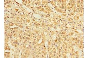 Immunohistochemistry of paraffin-embedded human adrenal gland tissue using ABIN7148298 at dilution of 1:100