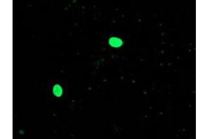 Anti-OGFOD1 mouse monoclonal antibody (ABIN2454366) immunofluorescent staining of COS7 cells transiently transfected by pCMV6-ENTRY OGFOD1 (RC206839). (OGFOD1 anticorps)