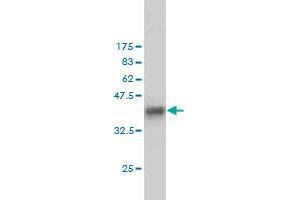 Western Blot detection against Immunogen (37. (SH2D3C anticorps  (AA 1-110))