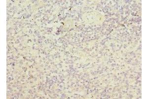 Immunohistochemistry of paraffin-embedded human spleen tissue using ABIN7168158 at dilution of 1:100 (PRPS1 anticorps  (AA 1-318))