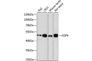 Western blot analysis of extracts of various cell lines using GDF9 Polyclonal Antibody at dilution of 1:3000. (GDF9 anticorps)