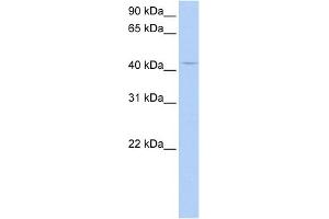 WB Suggested Anti-PECI Antibody Titration:  0. (PECI/ECI2 anticorps  (Middle Region))