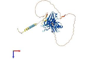 AlphaFold protein structure predicition of Mouse Recombinant Syt4 Protein, UniprotID P40749