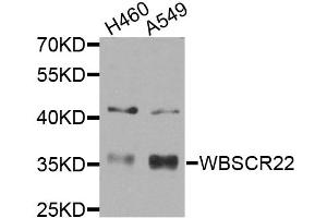 Western blot analysis of extracts of various cell lines, using WBSCR22 antibody (ABIN5974419) at 1/1000 dilution. (WBSCR22 anticorps)