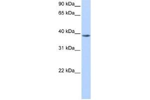 NUDT13 antibody used at 0.