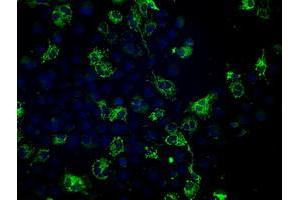 Image no. 1 for anti-Fumarate Hydratase (FH) antibody (ABIN1498269) (FH anticorps)
