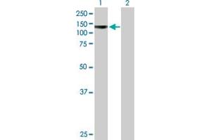 Western Blot analysis of PCDHA4 expression in transfected 293T cell line by PCDHA4 MaxPab polyclonal antibody. (PCDHA4 anticorps  (AA 1-947))