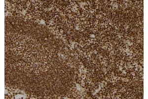 ABIN6274716 at 1/100 staining Mouse spleen tissue by IHC-P.