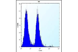 MLM Antibody (C-term) (ABIN6242125 and ABIN6577331) flow cytometric analysis of 293 cells (right histogram) compared to a negative control cell (left histogram). (Cutaneous Malignant Melanoma/dysplastic Nevus anticorps  (C-Term))