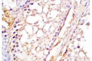 Mouse testis tissue was stained by Rabbit Anti-INSL6 C Peptide (Human) Antibody