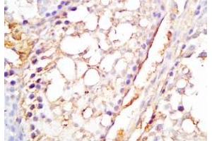 Mouse testis tissue was stained by Rabbit Anti-INSL6 C Peptide (Human) Antibody (INSL6 anticorps  (Preproprotein))