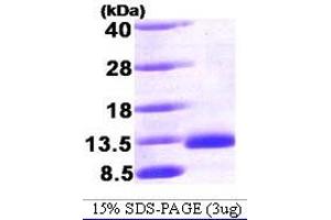 Figure annotation denotes ug of protein loaded and % gel used. (Bone Morphogenetic Protein 2 (BMP2) (AA 283-396) Peptide)