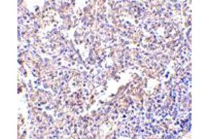 Immunohistochemistry of LY96 in human spleen with LY96 monoclonal antibody, clone 1A2E3  at 2. (LY96 anticorps  (AA 2-160))