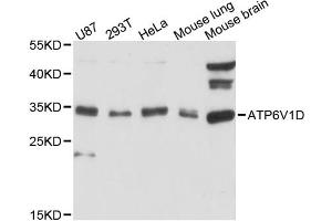 Western blot analysis of extracts of various cell lines, using ATP6V1D antibody (ABIN6290038) at 1:3000 dilution. (ATP6V1D anticorps)